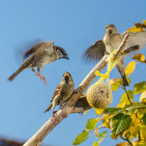 BASt | Vogelfunda 1 Een stukje binnenkijken bij de vogels in de tuin.
Spiek mee op vogelfunda en bestel je eigen Vogelfunda Nestkast Camera